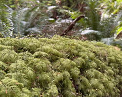 Nursery Log at Havenwood