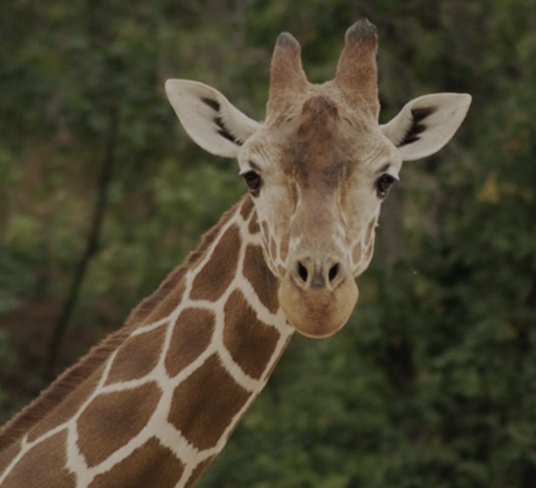 Just minutes from 23 Benvenue, the Turtle Back Zoo complex and South Mountain Reservation offer paddle boating, skating, mini golf, zip lines, hiking trails, waterfront dining, and one of New Jersey’s most beloved zoos - the kind of everyday lifestyle you'll really love!