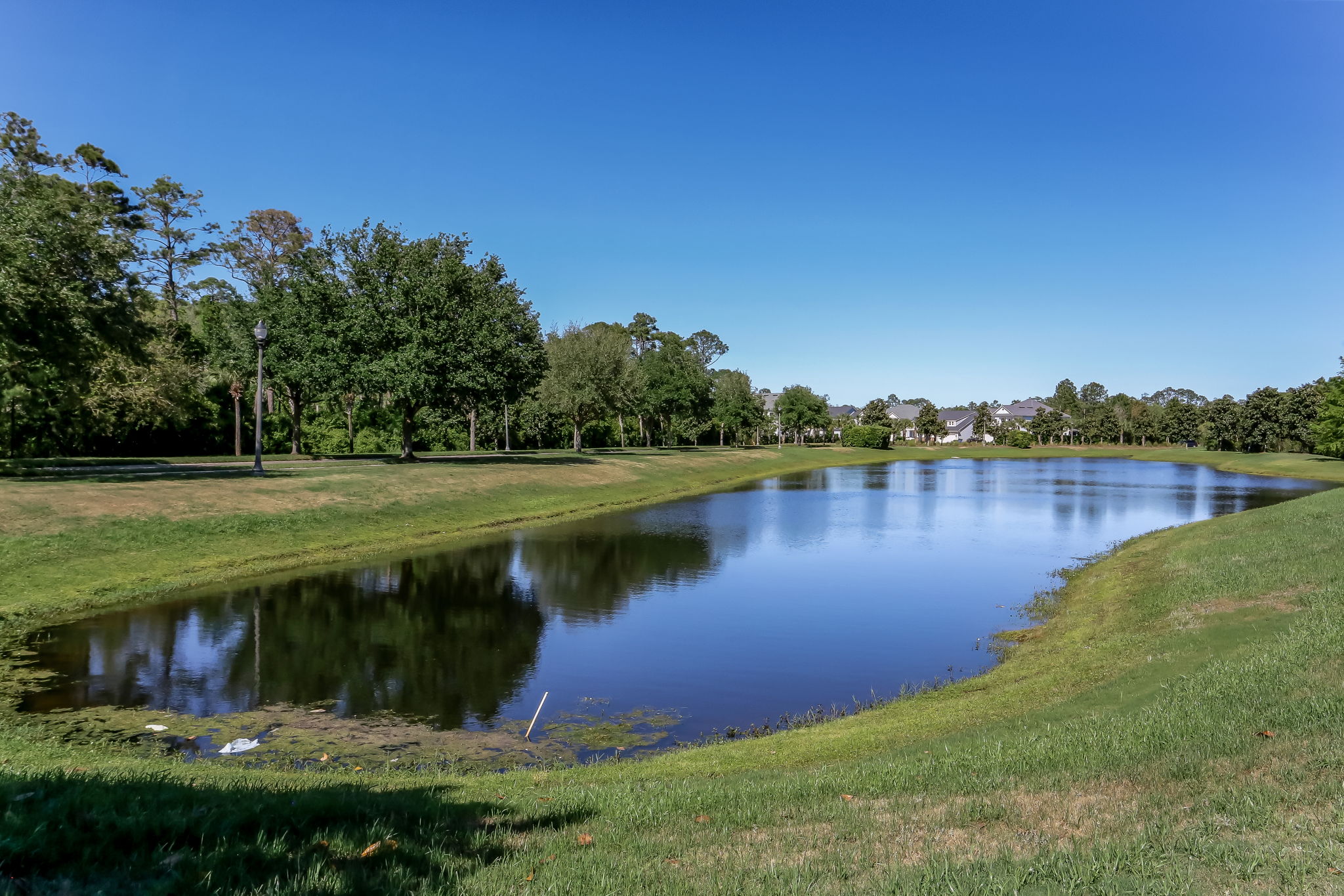 Coastal Oaks