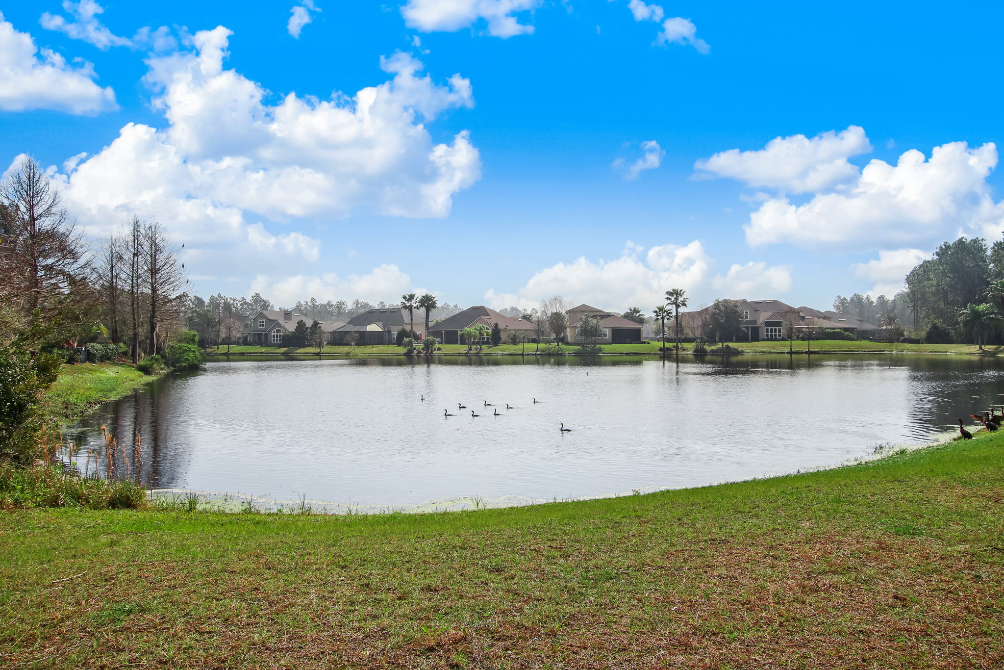 Coastal Oaks