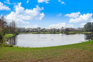 Coastal Oaks