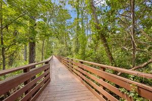Coastal Oaks
