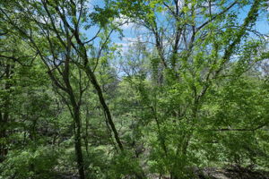 Photo 51