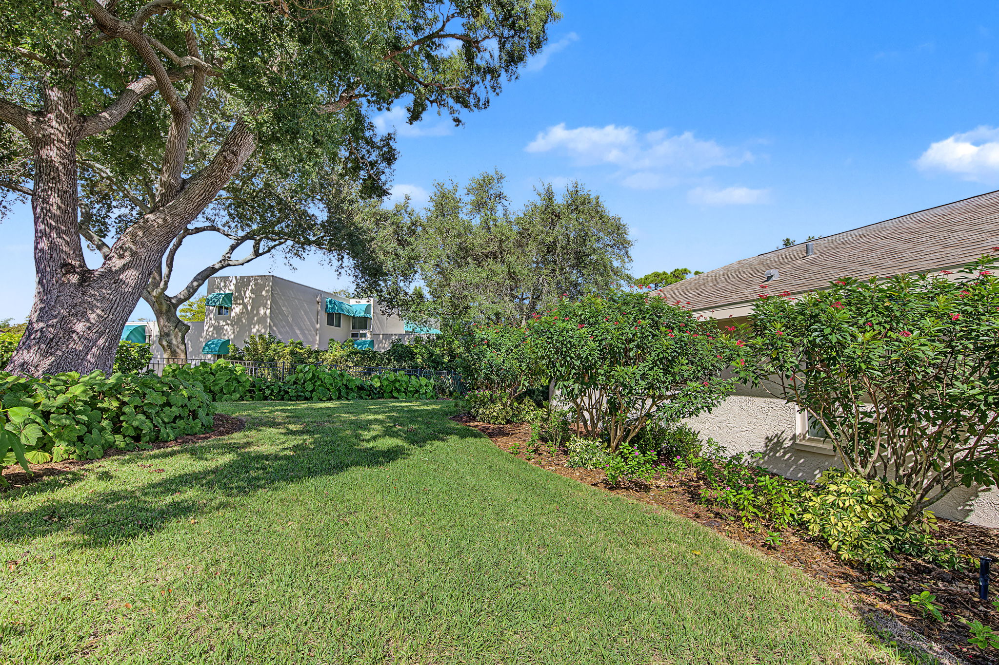 Backyard1