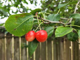  Photo 49