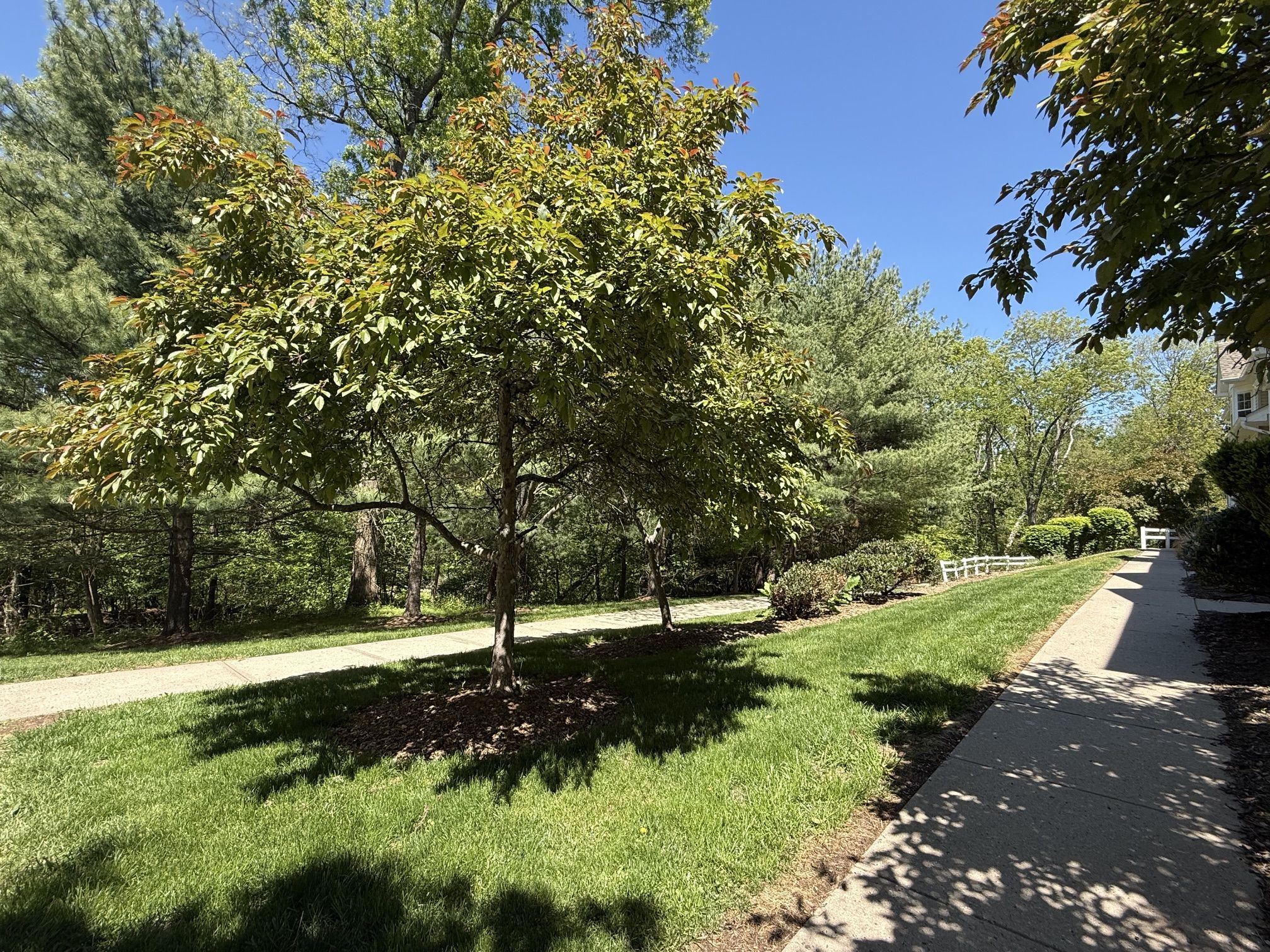 Prime location and natural wooded setting.