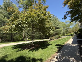 Prime location and natural wooded setting.
