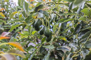  Photo 42