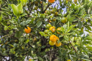  Photo 44
