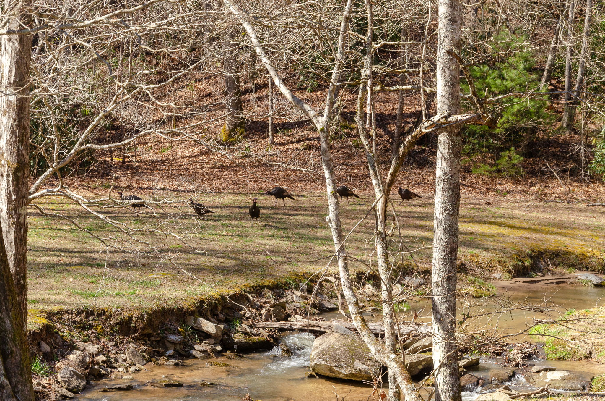 Creek/Wild Turkeys