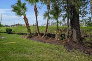 Backyard6