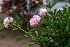  Photo 56