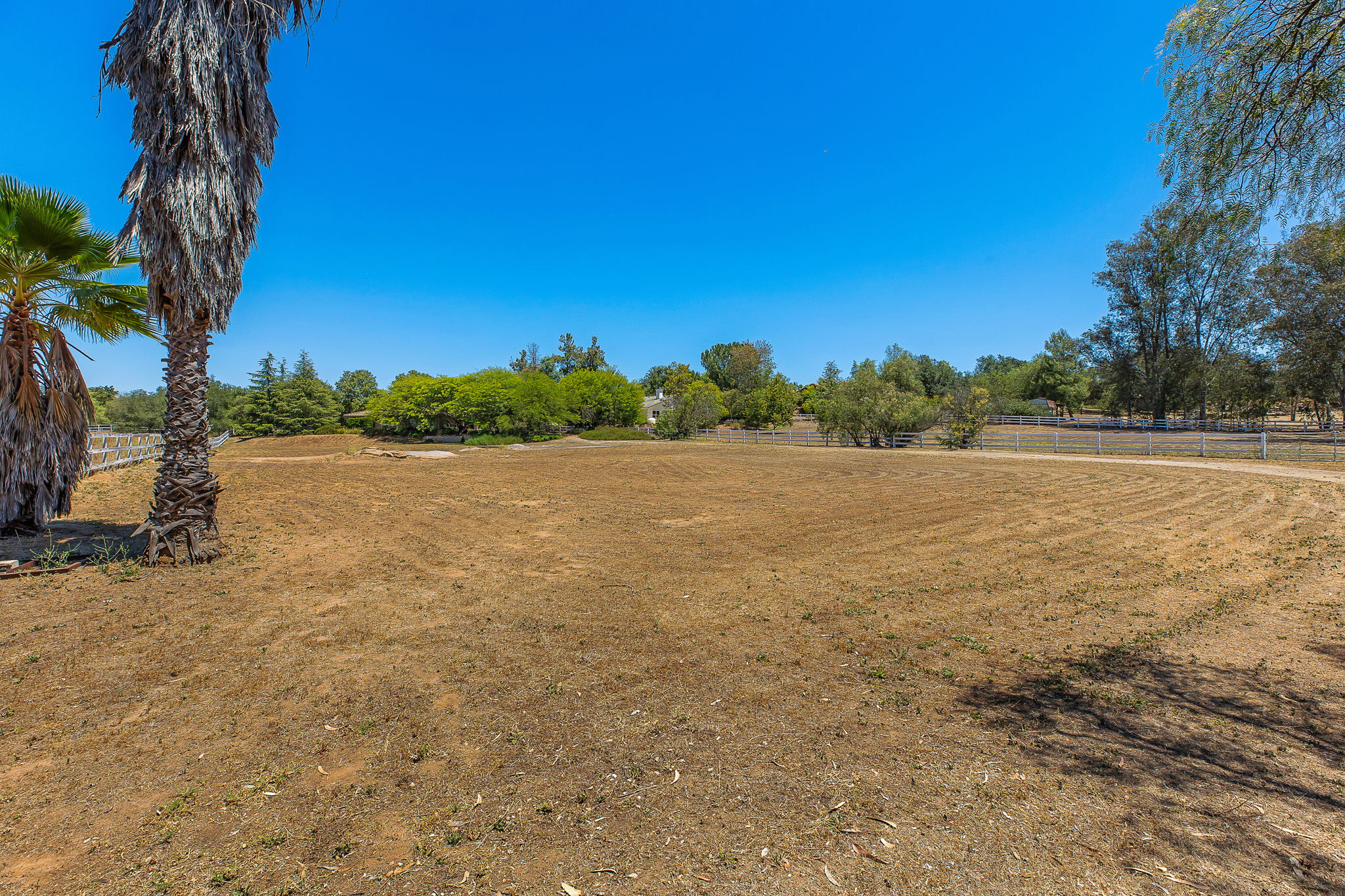 Southern Oak034