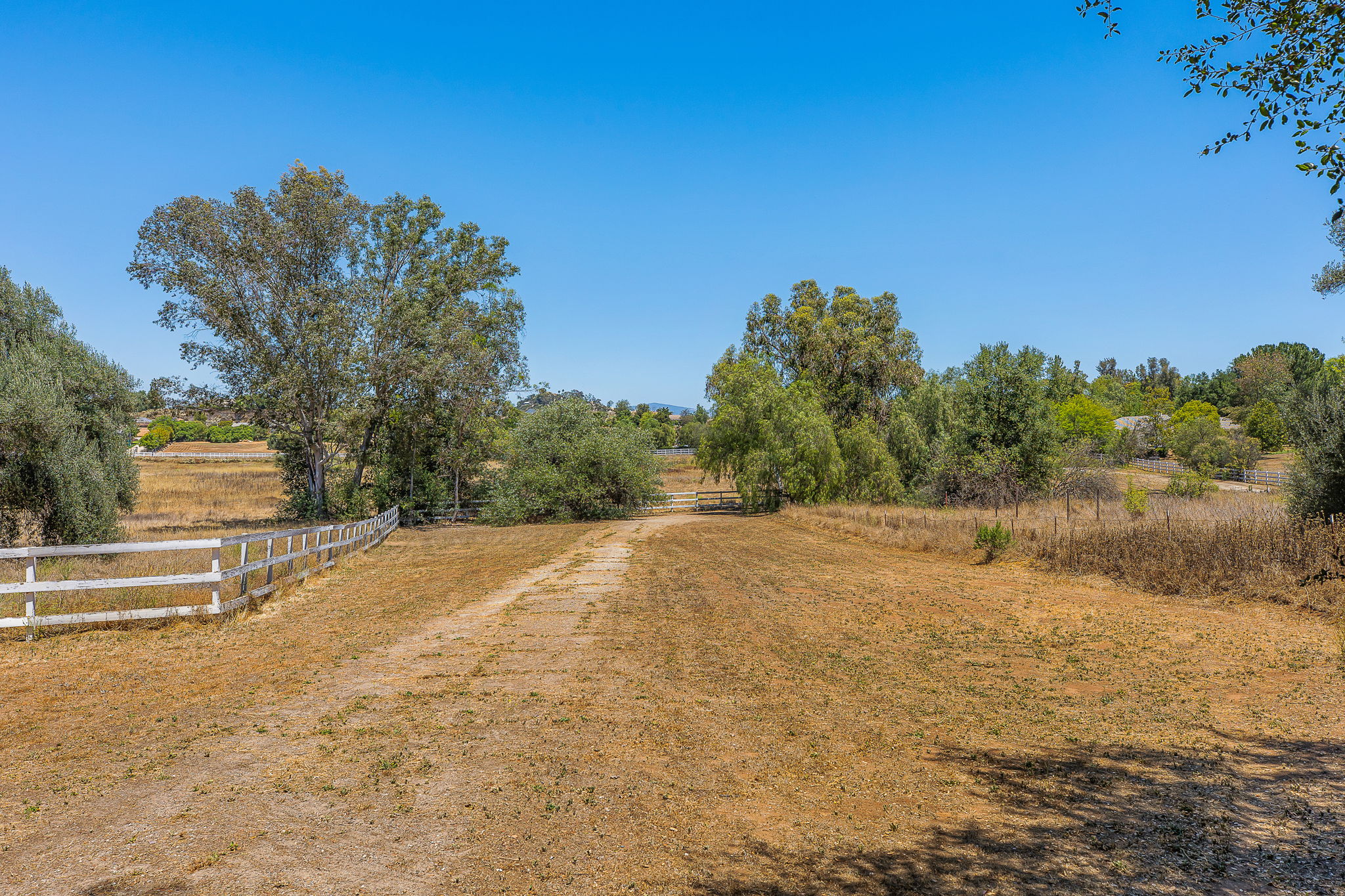 Southern Oak038