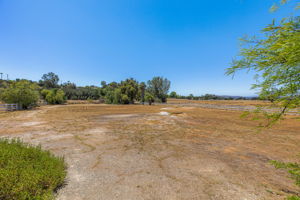 Southern Oak029
