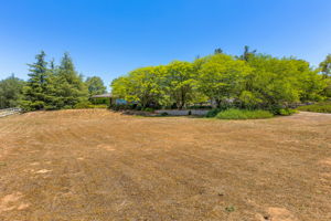 Southern Oak030