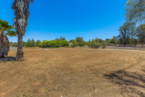 Southern Oak034