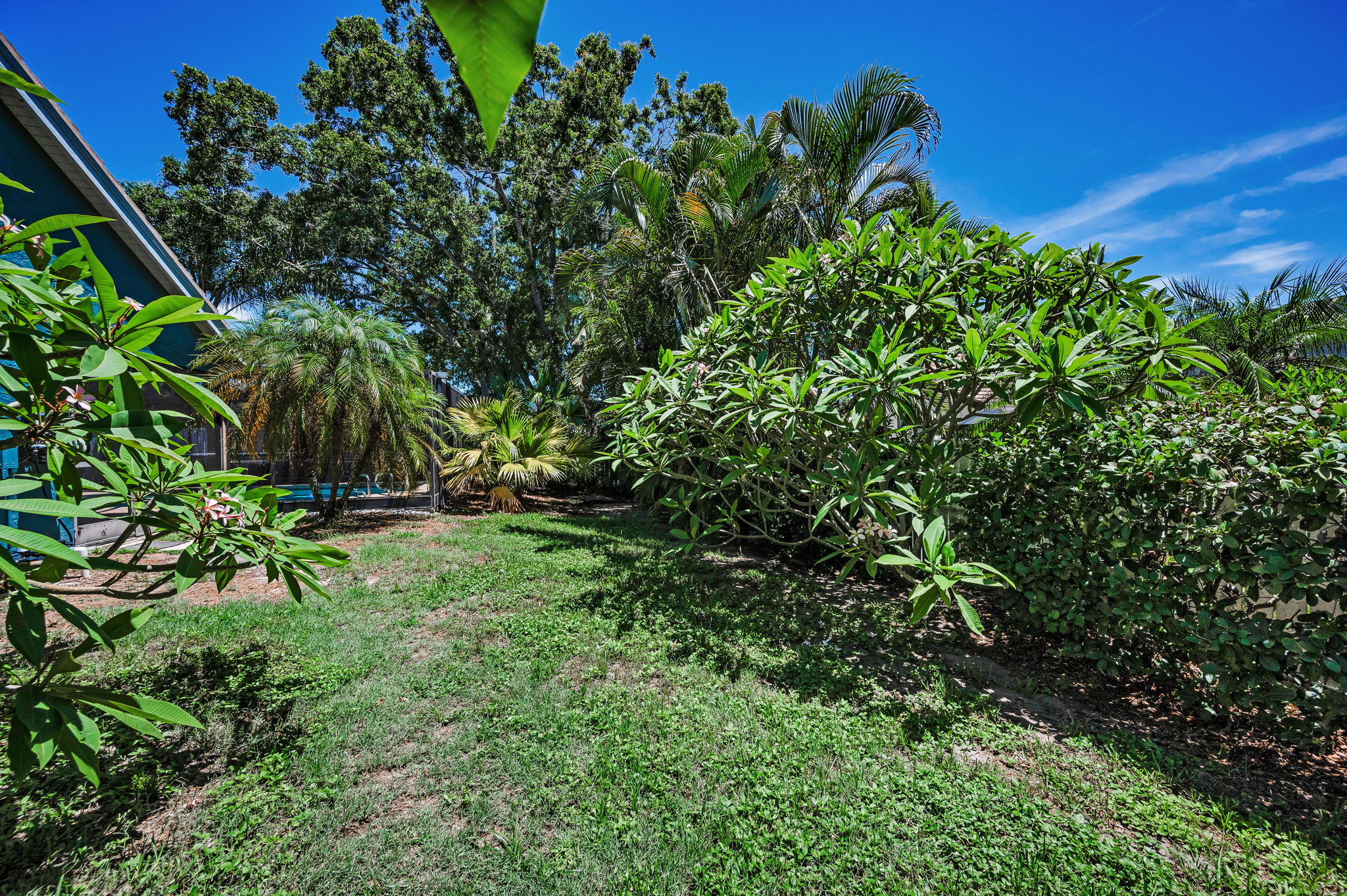 Backyard3