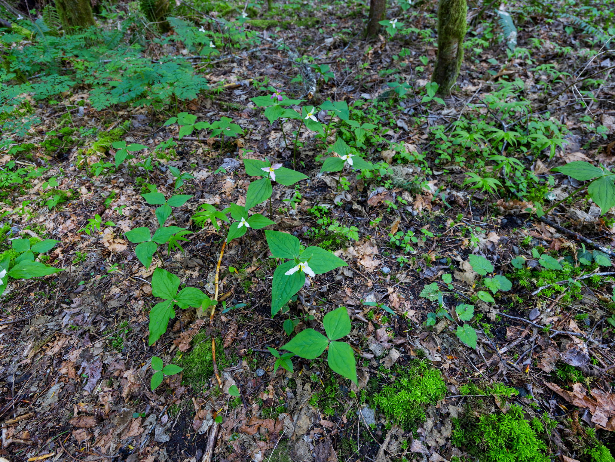  Photo 45