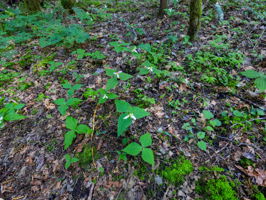  Photo 44