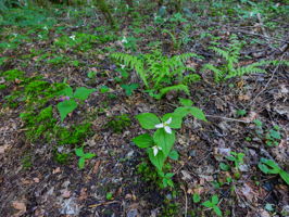  Photo 45