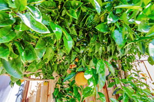 043_2473 Olive Ave