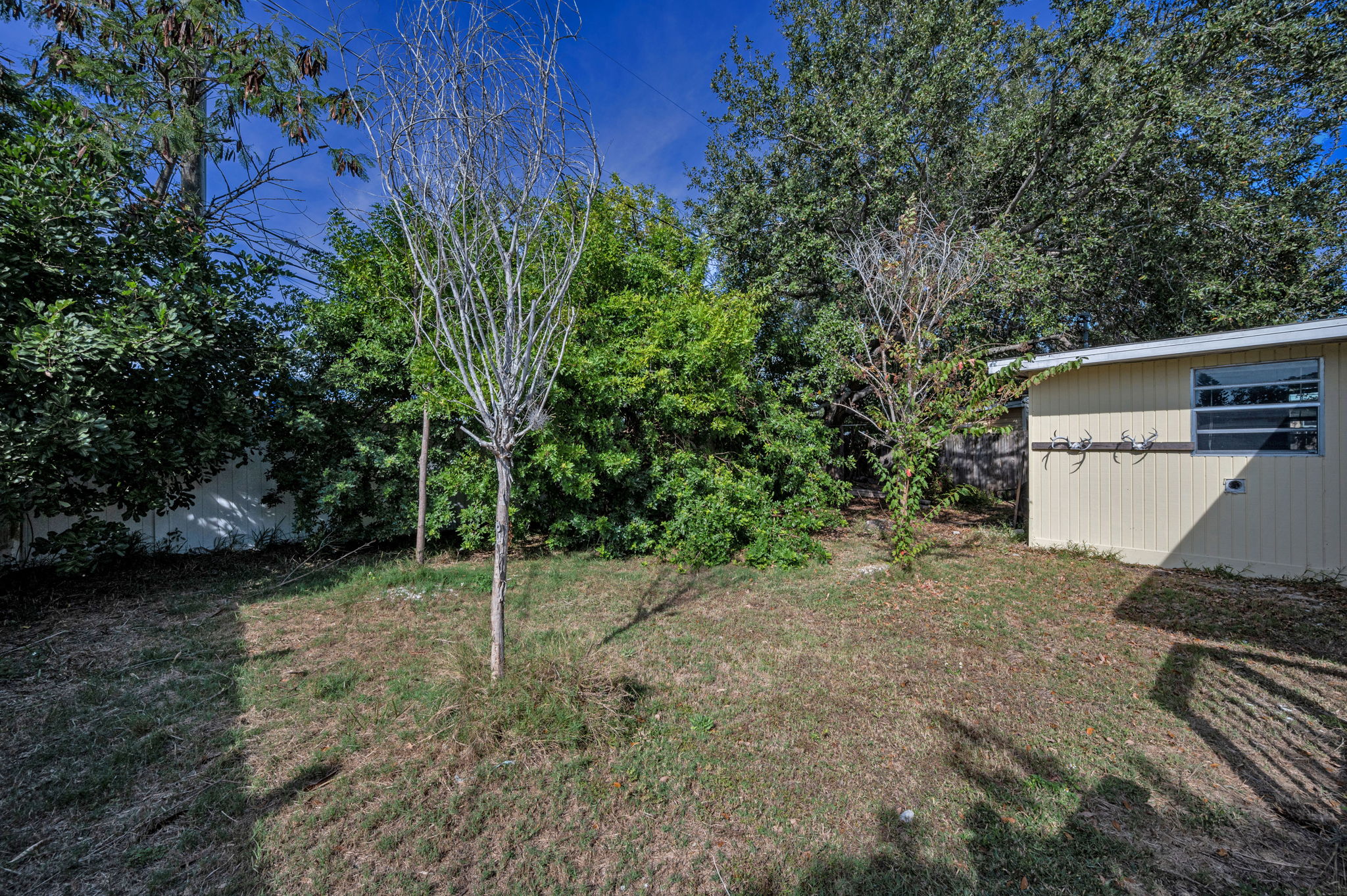 Backyard2