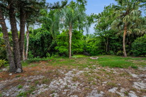 Backyard1