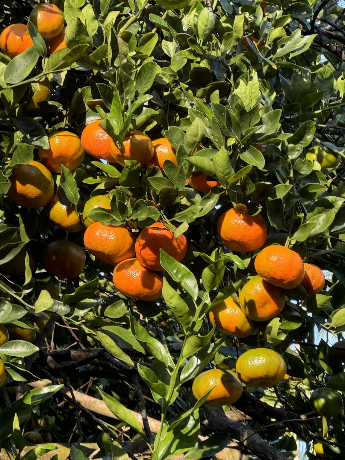 Tangerines