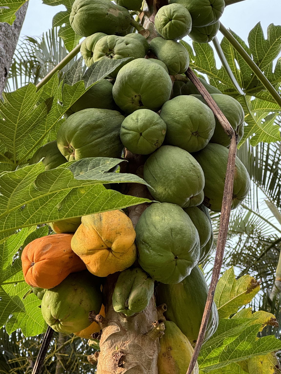 Papayas