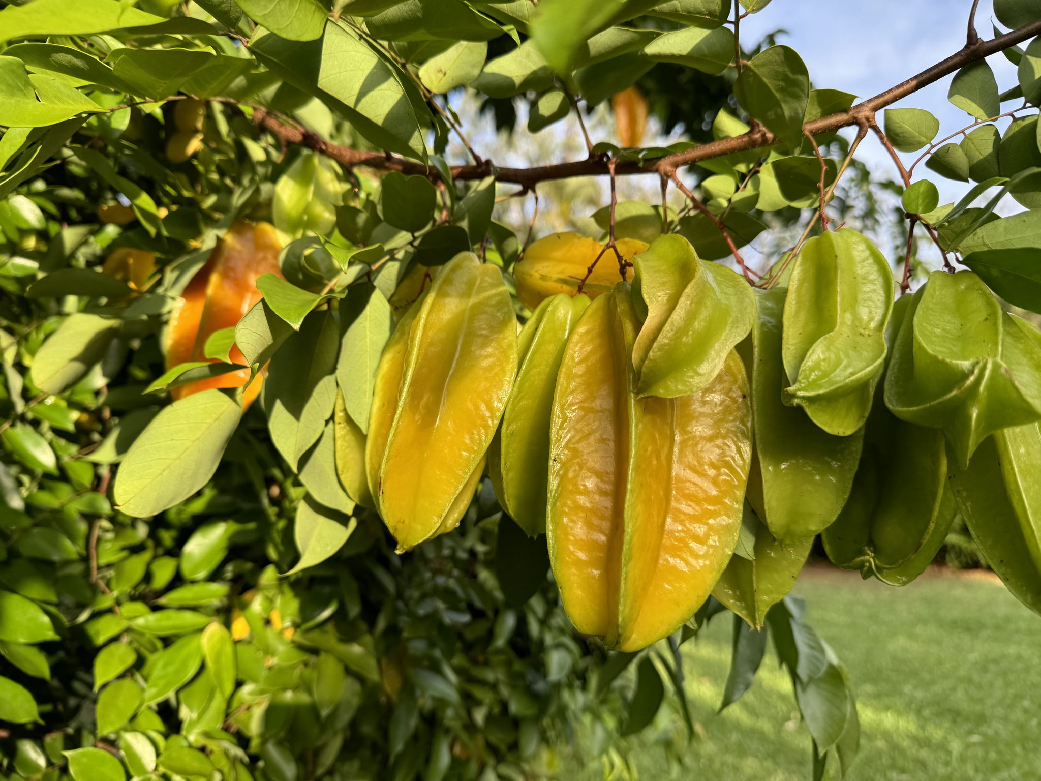 Starfruit