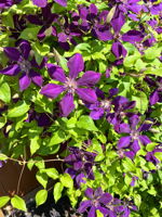  Photo 48