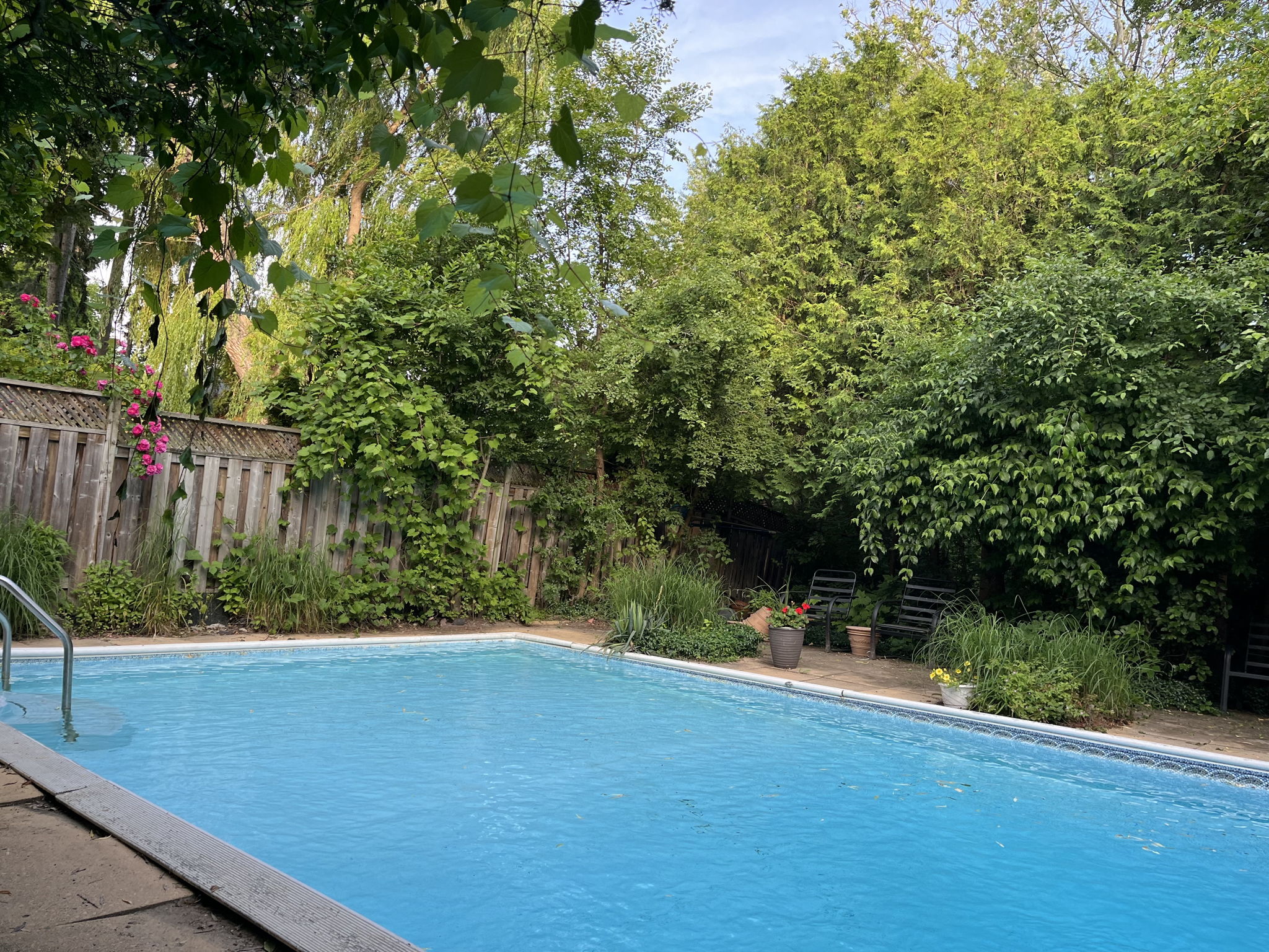 Summer capture of the pool