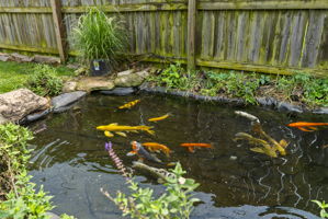  Photo 52