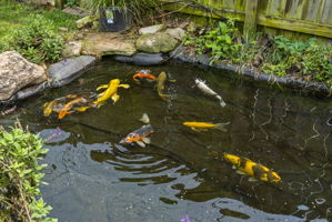  Photo 54