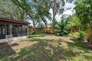 Backyard2