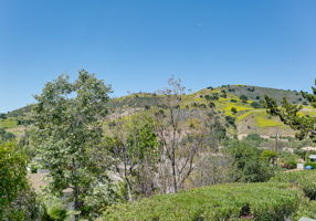 View from the Back Yard