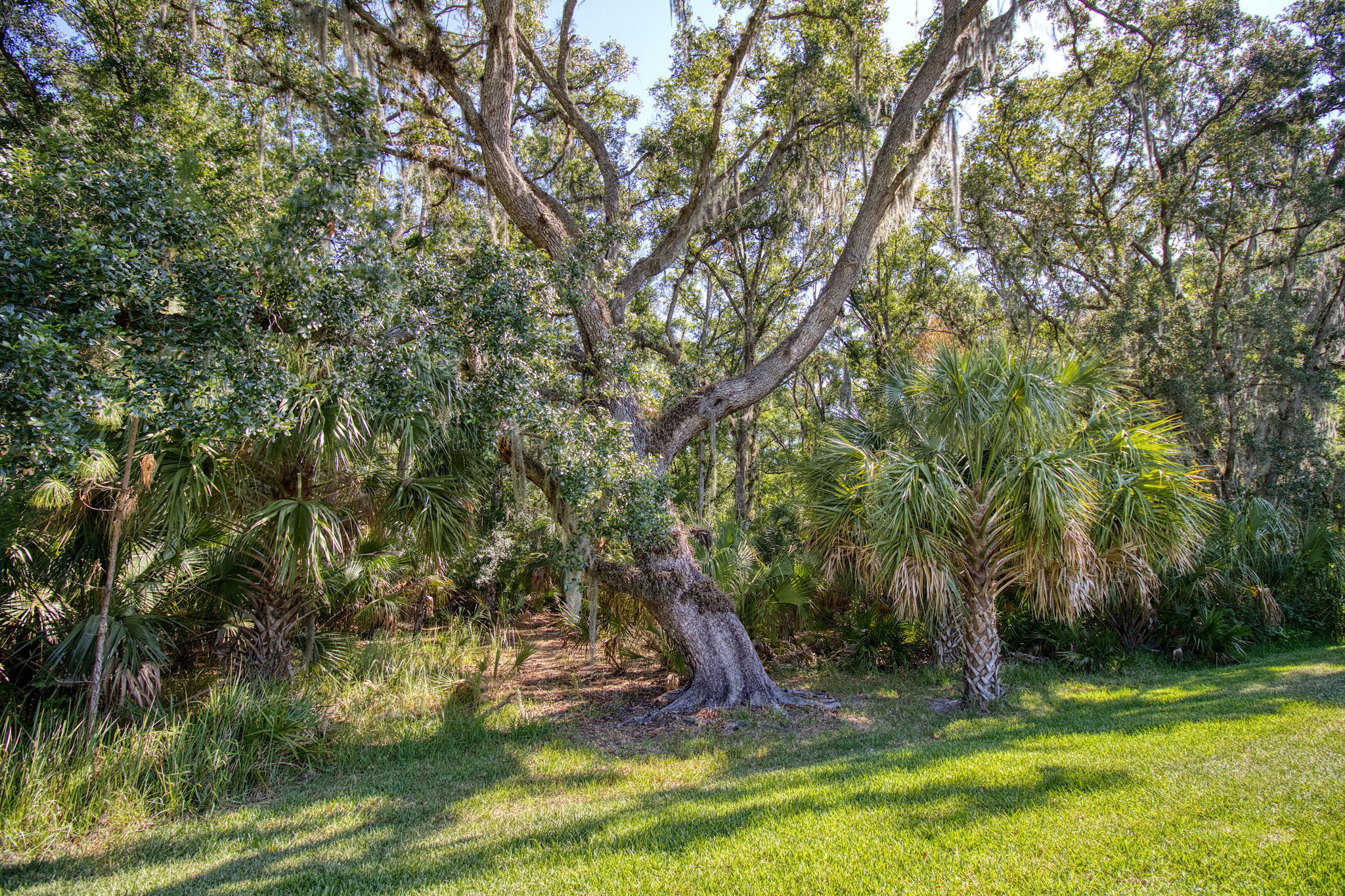 Magnificent Oak Tree