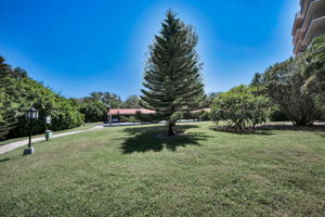 Backyard2