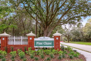 Pine Chase
