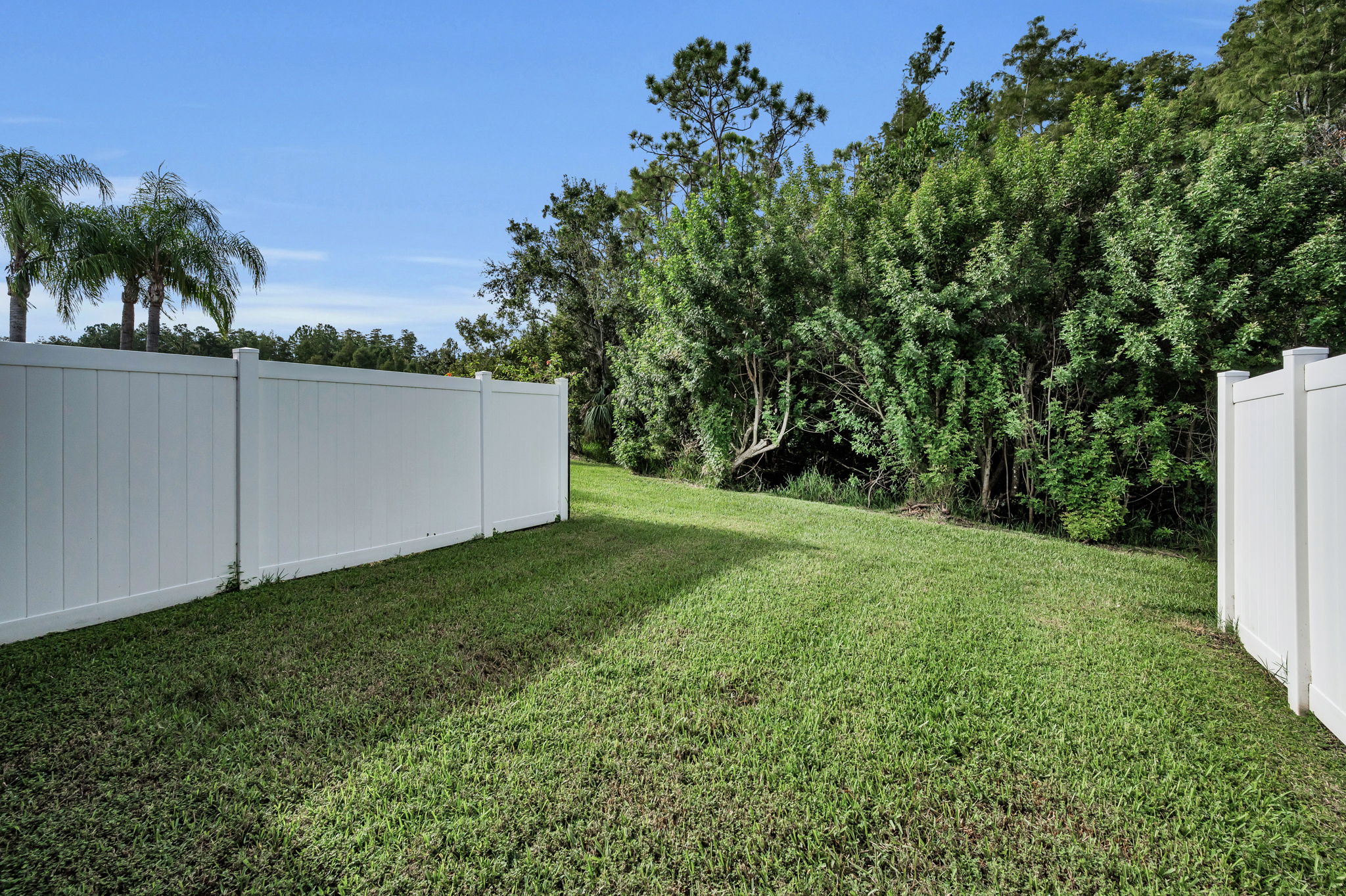 Backyard1