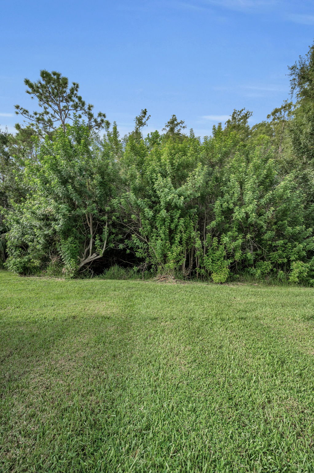 Backyard2