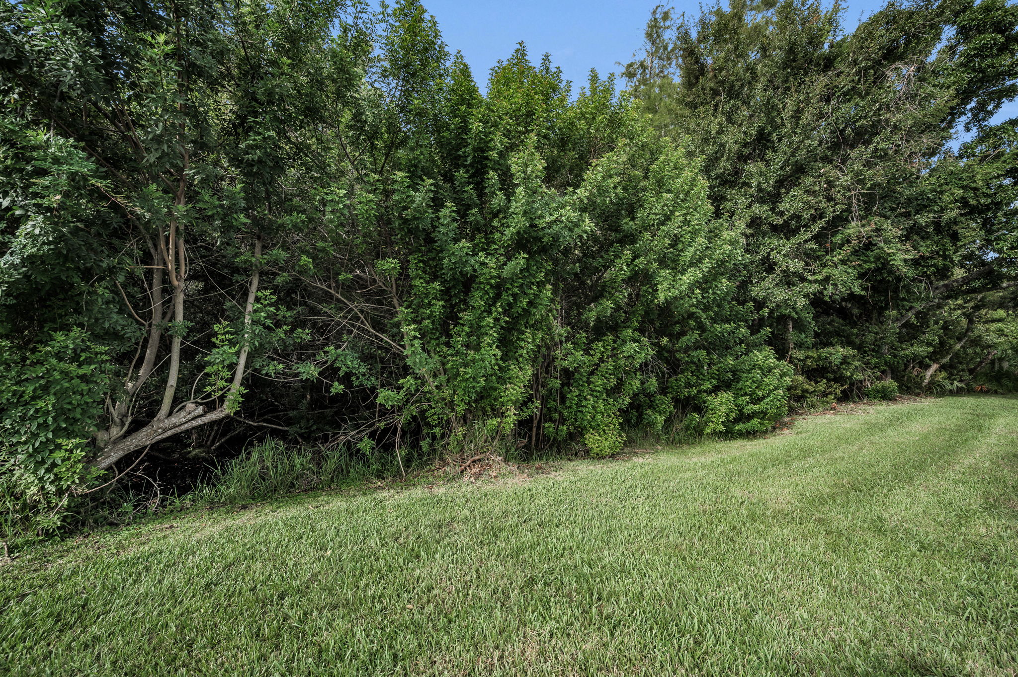 Backyard3