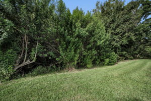 Backyard3