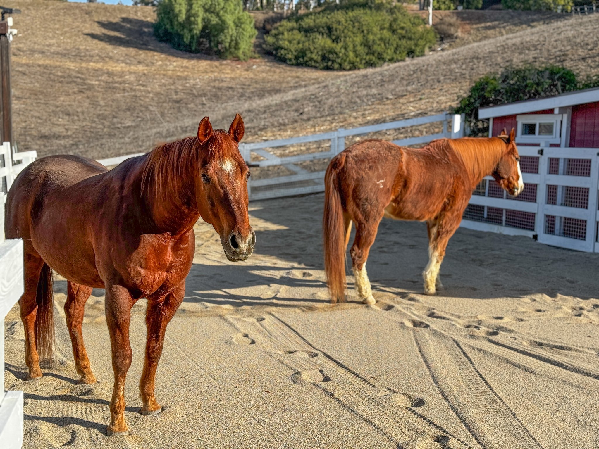 Content horses