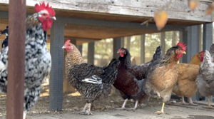 Happy Chickens