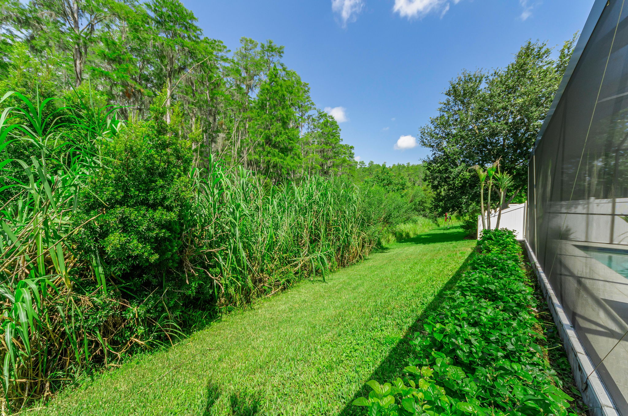 Backyard1