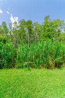 Backyard2