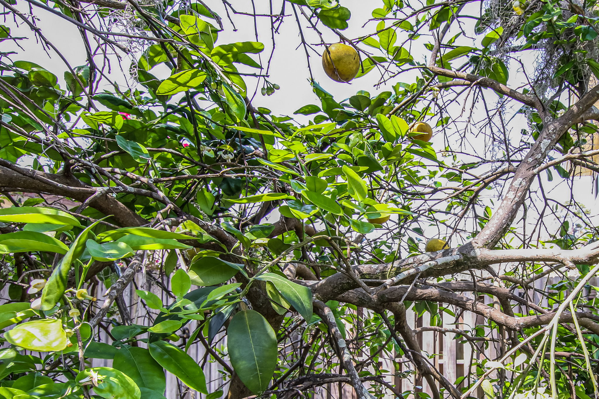 Fruit Tree