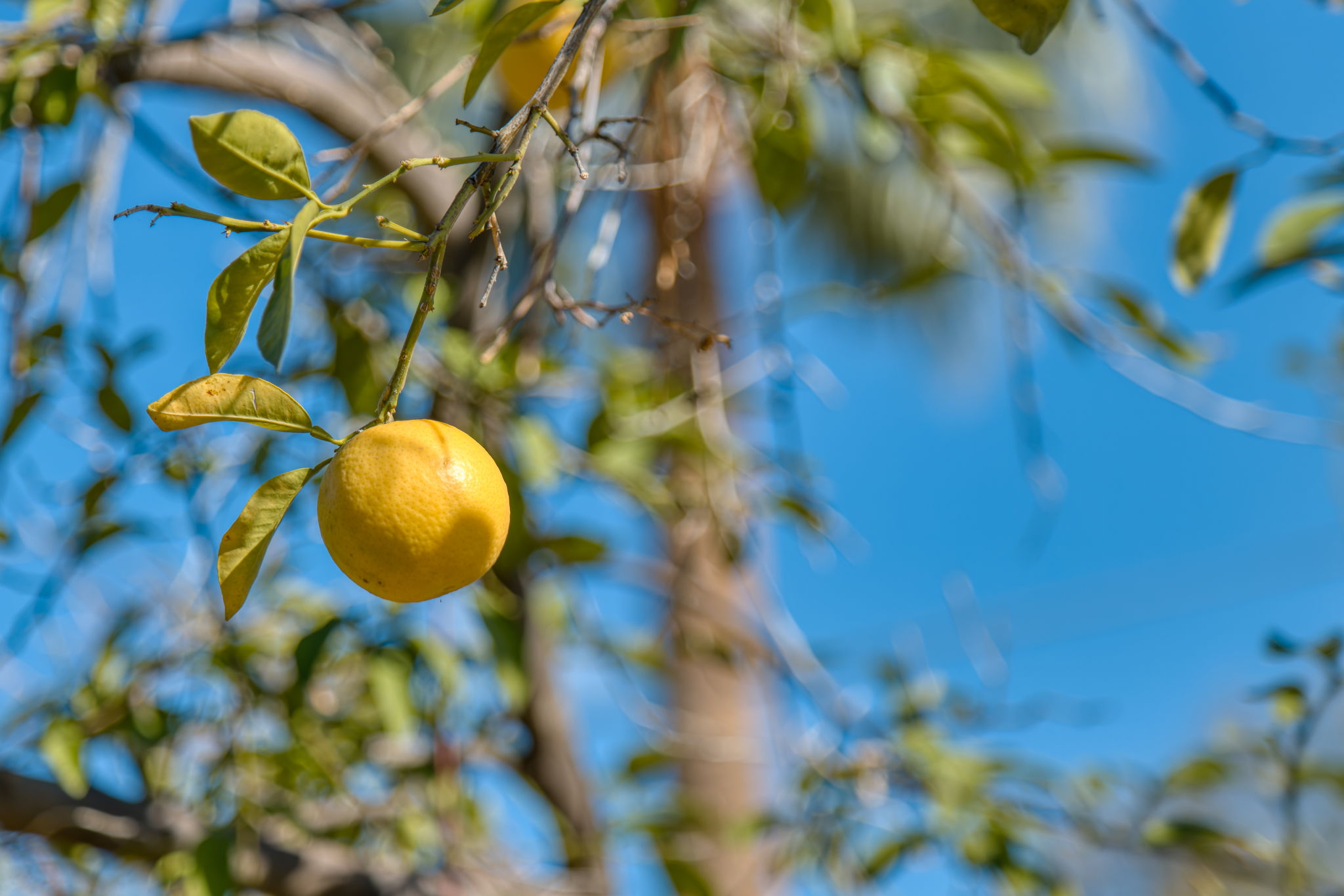 Fruit Tree